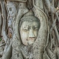 Wat Mahathat Buddhakopf