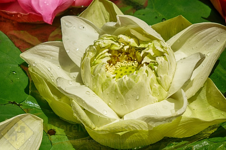 Lotusblüte.jpg