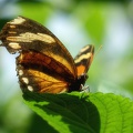 Schmetterling02
